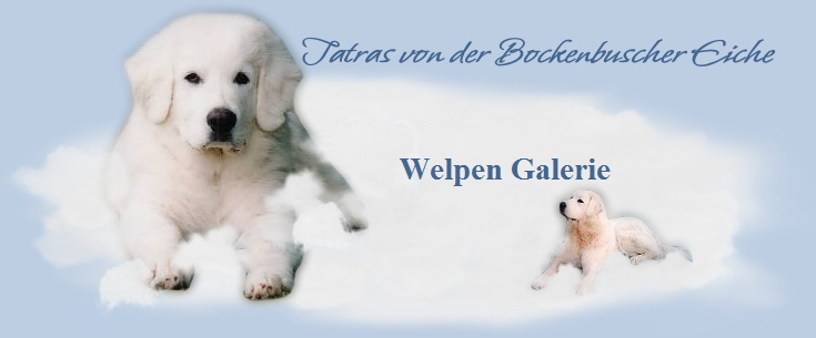 Welpen Galerie